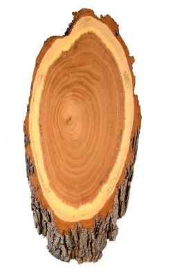 Andere Trofæplade Råbuk Akacie