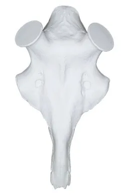 Eurohunt Kranieimitation Hjort, Stor