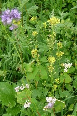 Kiepenkerl Vildtbeskyttelsesblanding WSM 1 -Nordforest Hunting Butik B 76 661 3 j14 1280x1280