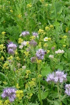 Kiepenkerl Vildtbeskyttelsesblanding WSM 1 -Nordforest Hunting Butik B 76 661 4 j14 1280x1280