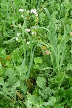 Kiepenkerl Efterårs- Og Vinterfoder