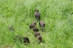 Kiepenkerl Efterårs- Og Vinterfoder -Nordforest Hunting Butik B 76 668 3 j16 1280x1280