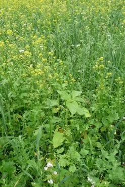 Kiepenkerl Vild Markblanding Til Let Jord