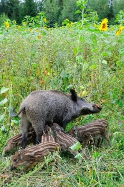 Kiepenkerl Vild Markblanding Til Let Jord -Nordforest Hunting Butik B 76 672 2 j16 1280x1280