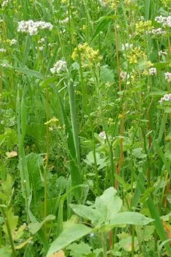 Kiepenkerl Vild Markblanding Til Let Jord -Nordforest Hunting Butik B 76 672 3 j14 1280x1280