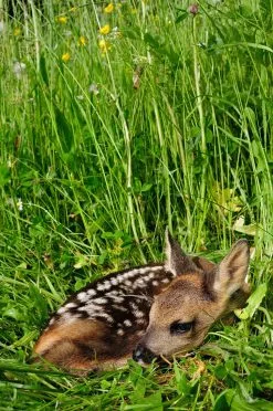 Andere Plantefrø Rådyr- Og Hare Haveblanding 10 Kg