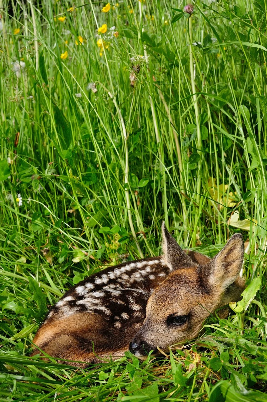 Andere Plantefrø Rådyr- Og Hare Haveblanding 10 Kg 1 Andere Plantefrø Rådyr- Og Hare Haveblanding 10 Kg