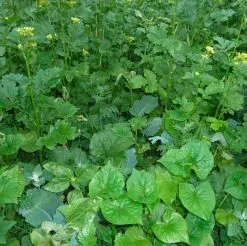 Kiepenkerl Mellem-afgrøder